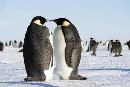 Emperor Penguins