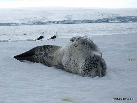 Leopard Seal