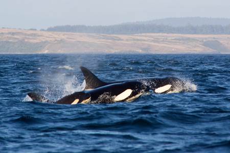 Orca Whales