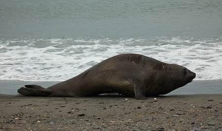 Southern Elephant Seal