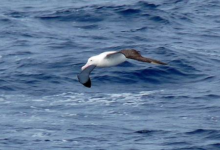 Wandering Albatross