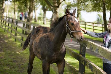 Irish National Stud and Horse Museum