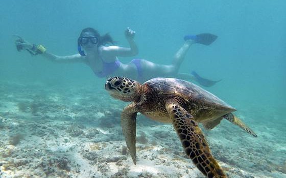 Snorkeling with Sea Turtle