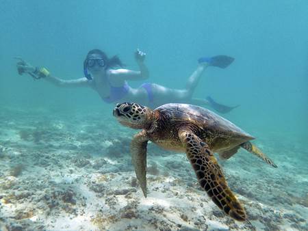 Snorkeling with Sea Turtle