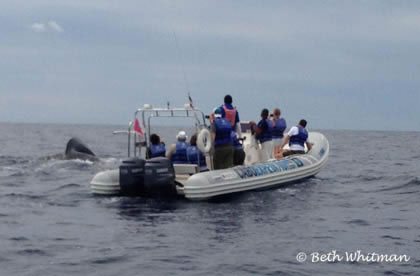 Cabo Expeditions Whale Watching