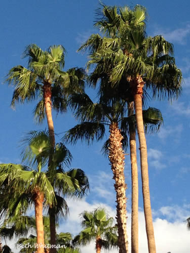 Cabo Palm Trees