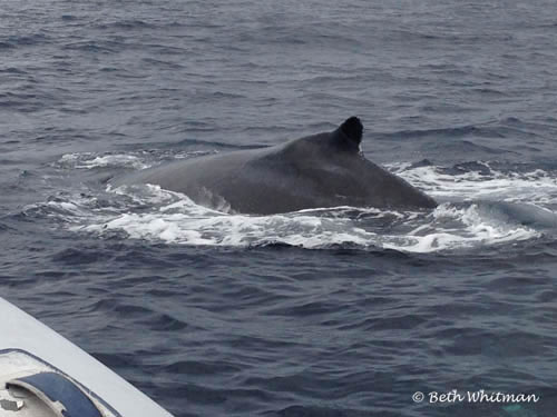 Whale near Boat Cabo San Lucas