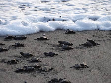 Baby Turtles