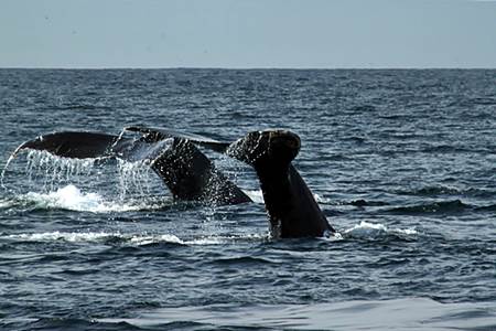 Whales off Puerto Vallarta