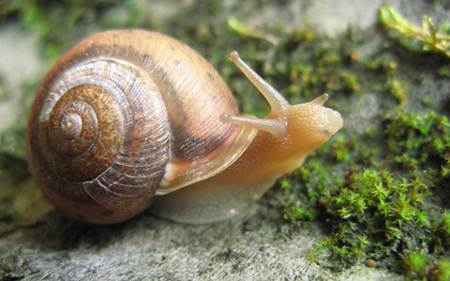 Snail