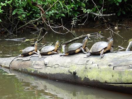 Tortuguero National Park Turtles