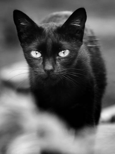 Black Cat