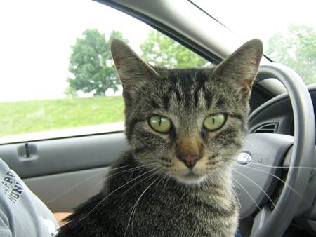 Cat in Car