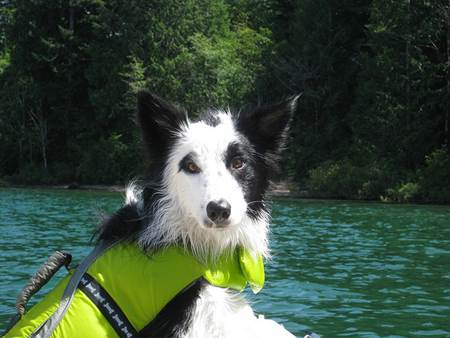 Dog on Boat