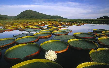 Pantanal