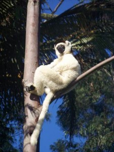 Sifaka