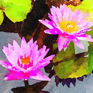 Lotus Waterlogue