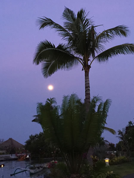 Kauai Palm Tree