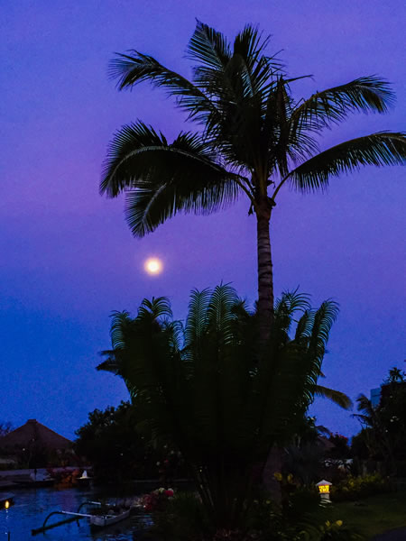 Kauai Palm Tree 