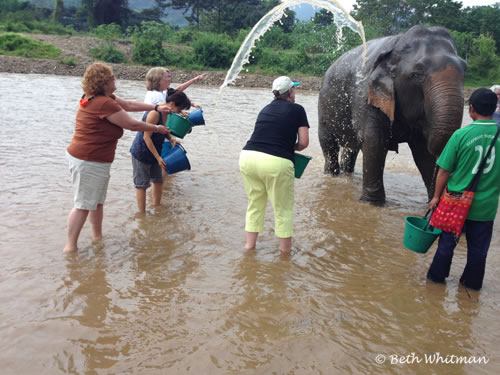 Washing Elephants Thailand