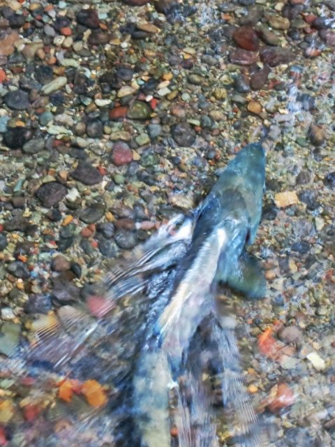 Salmon Upstream