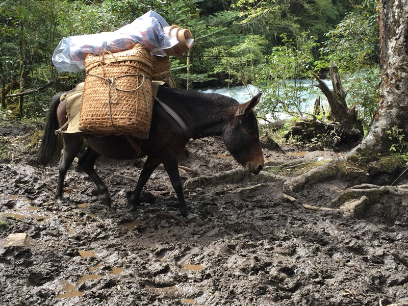 pony snowman trek