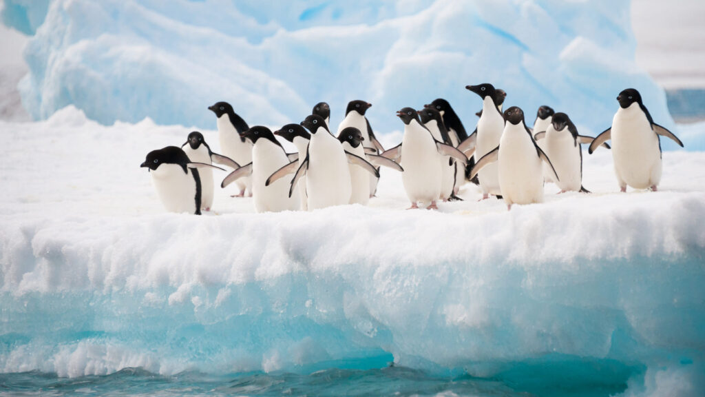 Penguins in Antarctica