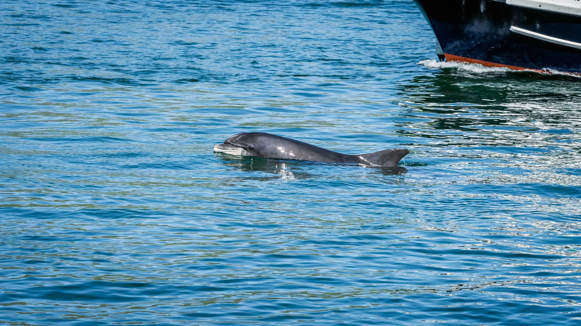 Fungie Dolphin