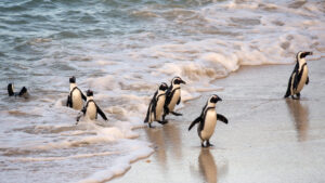 African Penguins