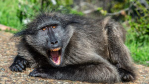 Chacma Baboon Canine Teeth