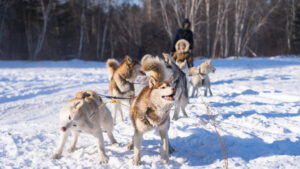 Dog Sledding