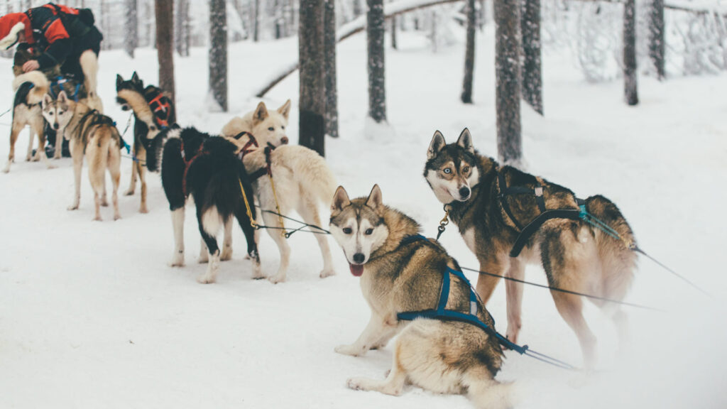 Husky in Finland Lapland Winter
