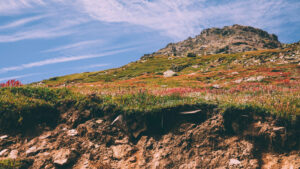 Indian Himalayas blooming flowers
