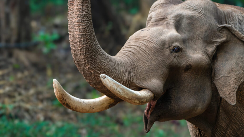 Kaleem, Kumki elephant in Anamalai Tiger Reserve