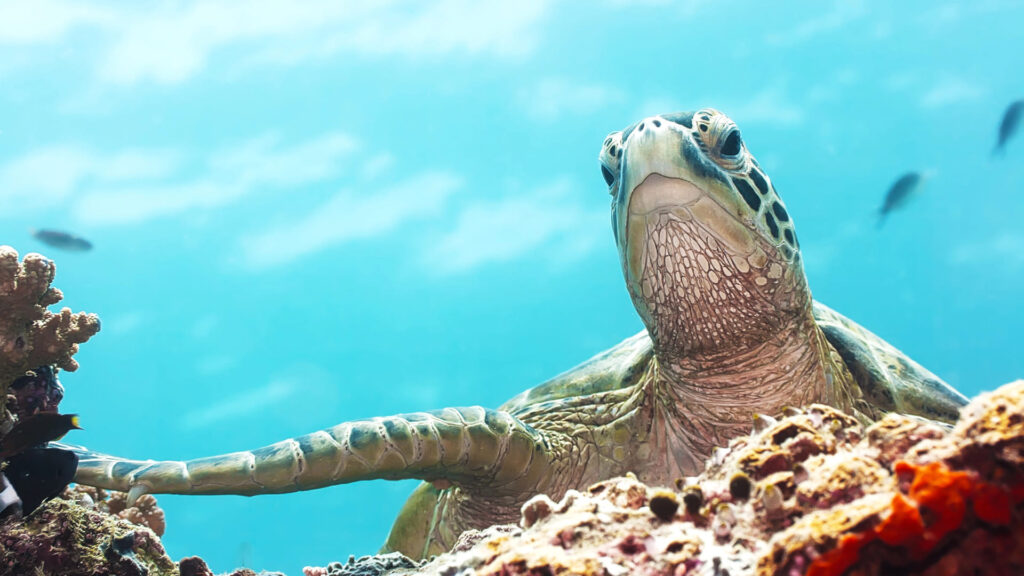 Sea Turtle